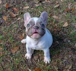French Bulldog Puppy for sale in Highland Springs, VA, USA