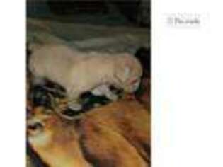 Olde English Bulldogge Puppy for sale in Lafayette, LA, USA