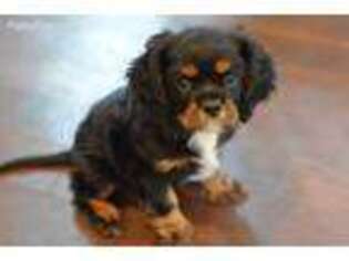 Cavalier King Charles Spaniel Puppy for sale in Cheney, WA, USA