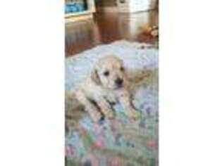 Mutt Puppy for sale in Ione, WA, USA