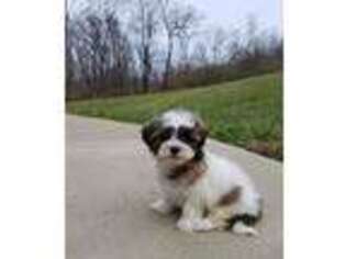 Mal-Shi Puppy for sale in Dover, OH, USA