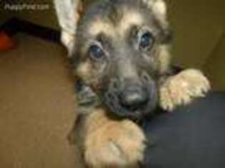 German Shepherd Dog Puppy for sale in Paterson, NJ, USA