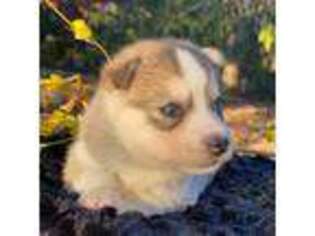 Siberian Husky Puppy for sale in Poplar Bluff, MO, USA