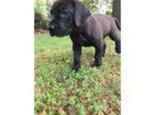 Great Dane Puppy for sale in Morristown, TN, USA
