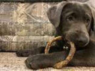 Labrador Retriever Puppy for sale in Racine, WI, USA