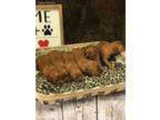 Golden Retriever Puppy for sale in Enterprise, MS, USA
