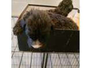 Mutt Puppy for sale in Oak Park, IL, USA