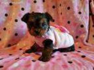 Yorkshire Terrier Puppy for sale in Valley Head, AL, USA