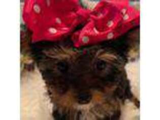 Yorkshire Terrier Puppy for sale in Lake, MS, USA