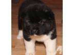 Akita Puppy for sale in BURLINGTON, WI, USA
