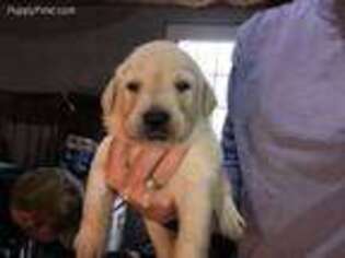 Labrador Retriever Puppy for sale in Toms Brook, VA, USA