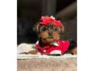 Yorkshire Terrier Puppy for sale in Cypress, TX, USA
