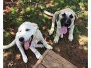 Great Pyrenees Puppy for sale in Hico, TX, USA