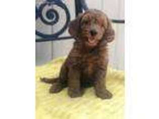Goldendoodle Puppy for sale in Federal Way, WA, USA