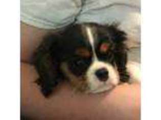 Cavalier King Charles Spaniel Puppy for sale in Buna, TX, USA