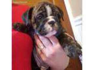 Bulldog Puppy for sale in Gladwin, MI, USA