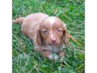 Dachshund Puppy for sale in Apple Creek, OH, USA