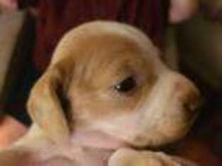 Dachshund Puppy for sale in Burleson, TX, USA