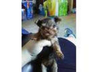 Yorkshire Terrier Puppy for sale in Locust, NC, USA