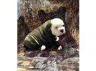 American Bulldog Puppy for sale in Houston, MO, USA