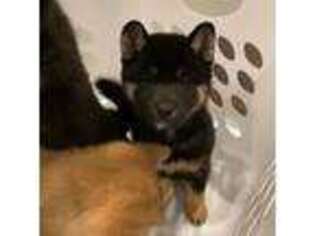 Shiba Inu Puppy for sale in Fairfax, VA, USA