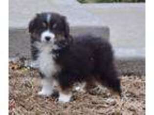 Australian Shepherd Puppy for sale in Amoret, MO, USA