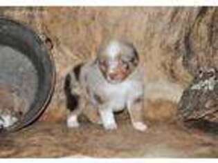 Australian Shepherd Puppy for sale in Batson, TX, USA