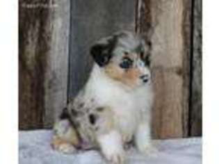 Australian Shepherd Puppy for sale in Beach City, OH, USA