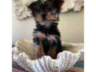 Yorkshire Terrier Puppy for sale in Manahawkin, NJ, USA