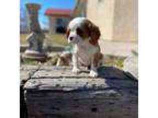 Cavalier King Charles Spaniel Puppy for sale in Reno, NV, USA