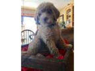Mutt Puppy for sale in Pequot Lakes, MN, USA