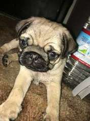 Pug Puppy for sale in Manteca, CA, USA