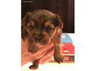 Yorkshire Terrier Puppy for sale in Dothan, AL, USA
