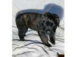 Mastiff Puppy for sale in Viburnum, MO, USA