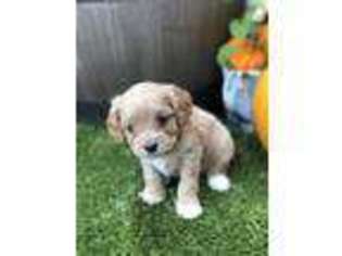 Cavapoo Puppy for sale in Dalton, OH, USA