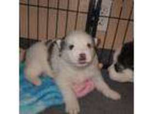 Mutt Puppy for sale in Florence, AL, USA
