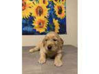 Golden Retriever Puppy for sale in Fayetteville, NC, USA