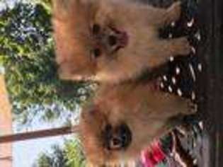 Pomeranian Puppy for sale in SHELTON, CT, USA