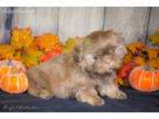 Mutt Puppy for sale in La Follette, TN, USA
