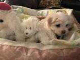 Maltese Puppy for sale in Calabash, NC, USA
