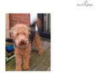 Small Welsh Terrier