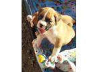 Boxer Puppy for sale in RIVERSIDE, WA, USA