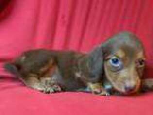 Dachshund Puppy for sale in Atkinson, NE, USA