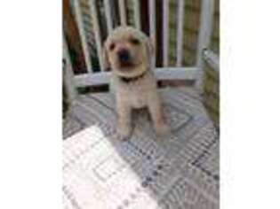 Labrador Retriever Puppy for sale in Barre, MA, USA