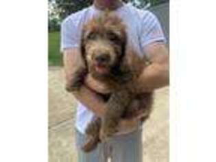 Labradoodle Puppy for sale in Chipley, FL, USA