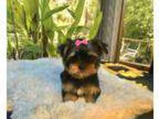 Yorkshire Terrier Puppy for sale in Grants Pass, OR, USA