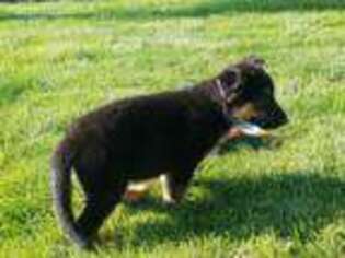 German Shepherd Dog Puppy for sale in Sunnyside, WA, USA