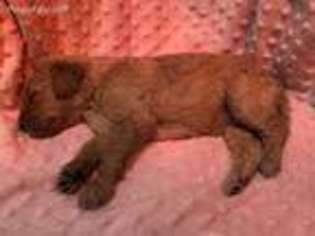 Goldendoodle Puppy for sale in Michigan City, IN, USA