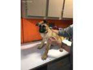 Belgian Malinois Puppy for sale in Williamstown, NJ, USA
