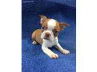 Boston Terrier Puppy for sale in New Philadelphia, OH, USA